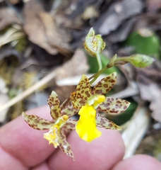 Oncidium graminifolium