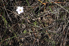 Oxalis lateriflora