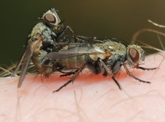 Campylocheta semiothisae