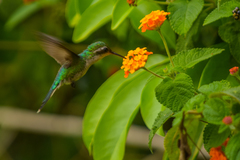 Cynanthus forficatus