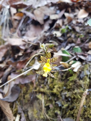 Oncidium graminifolium