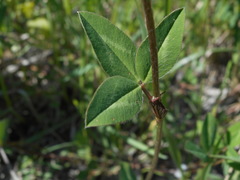 Trifolium pratense