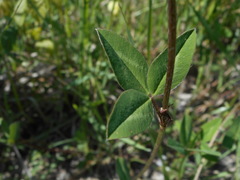 Trifolium pratense