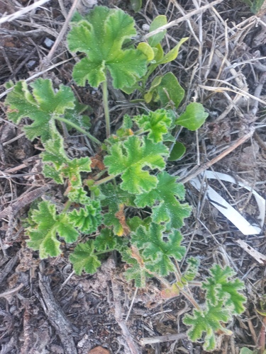 Pelargonium capitatum
