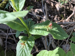 Lonicera nigra