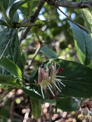 Lonicera nigra