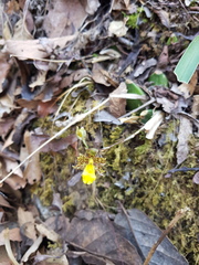 Oncidium graminifolium