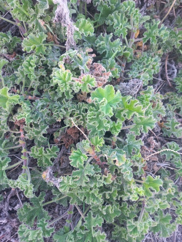 Pelargonium capitatum
