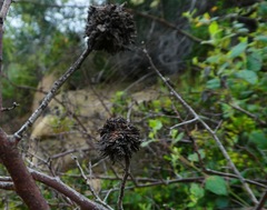 Asphondylia ceanothi