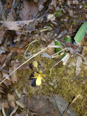 Oncidium graminifolium