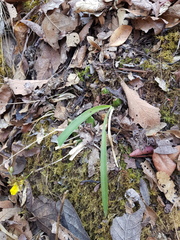 Oncidium graminifolium