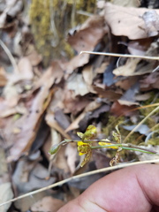 Oncidium graminifolium