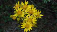 Packera toluccana