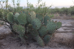 Opuntia rastrera
