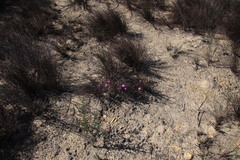 Lampranthus spiniformis