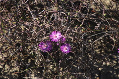 Lampranthus spiniformis