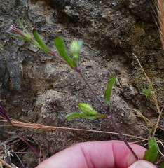 Silene gallica