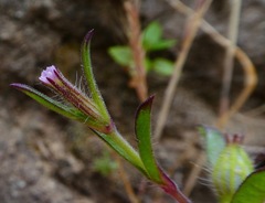 Silene gallica