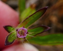 Silene gallica