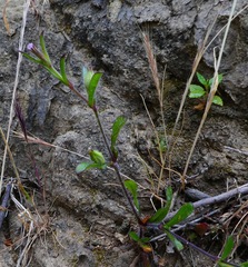 Silene gallica