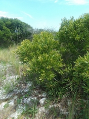 Morella cerifera image