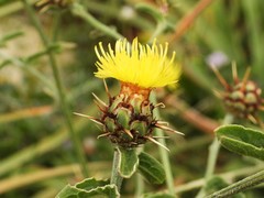 Centaurea sicula