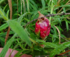 Contarinia zauschneriae