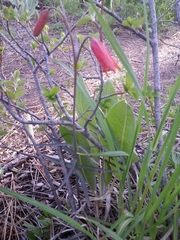 Fritillaria recurva