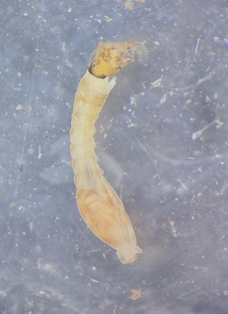 Simulium vernum