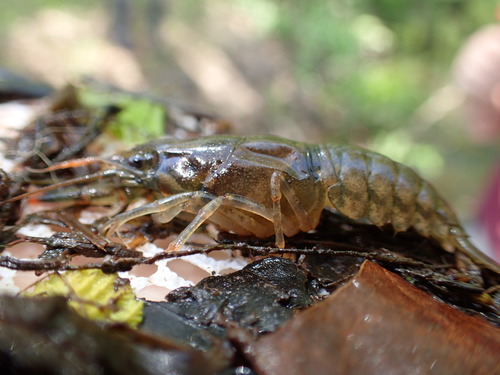 Faxonius obscurus