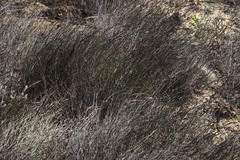 Restio sieberi