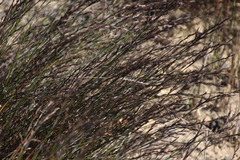 Restio sieberi