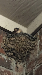 Hirundo rustica erythrogaster