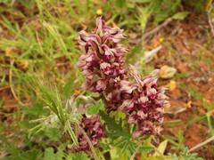 Anacamptis coriophora fragrans