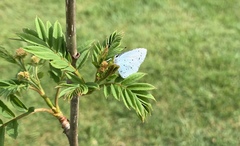 Celastrina argiolus