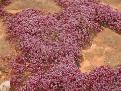 Sedum caeruleum