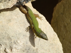 Podarcis filfolensis maltensis