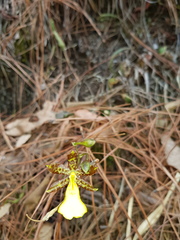 Oncidium graminifolium