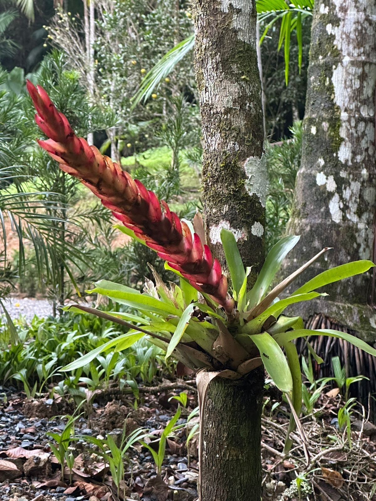 Vriesea incurvata