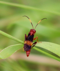 Trogomorpha arrogans