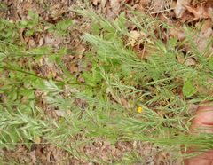 Festuca octoflora hirtella