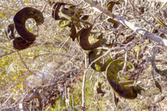 Microlobius foetidus