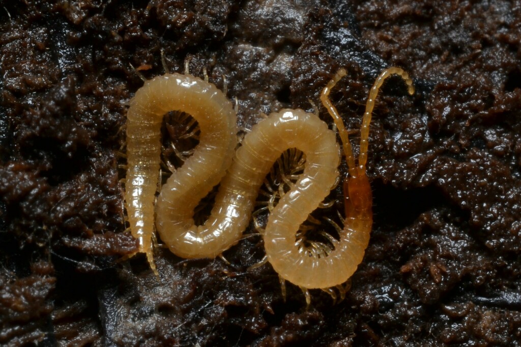 Boreal Yellow-headed Soil Centipede, photo 1 of 10