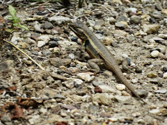 Sceloporus variabilis marmoratus