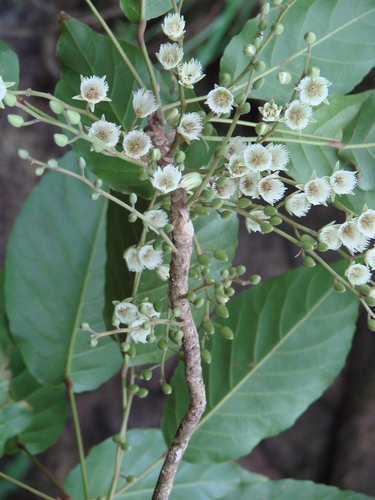 Elaeocarpus ulianus observed 2016-05-17