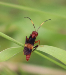 Trogomorpha arrogans