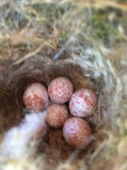 Poecile carolinensis