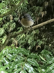 Fringilla coelebs moreletti