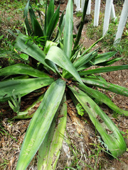 Agave chiapensis