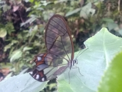 Pseudohaetera hypaesia